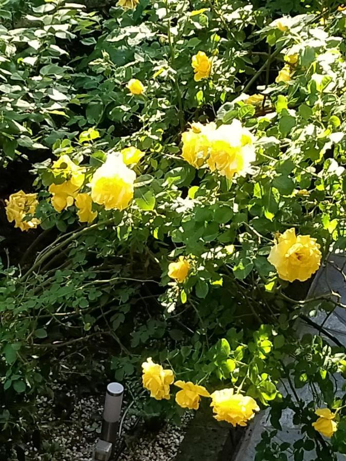 Appartement Rose'S Garden - Zona Tranquilla - Vicino Torino à Pino Torinese Extérieur photo
