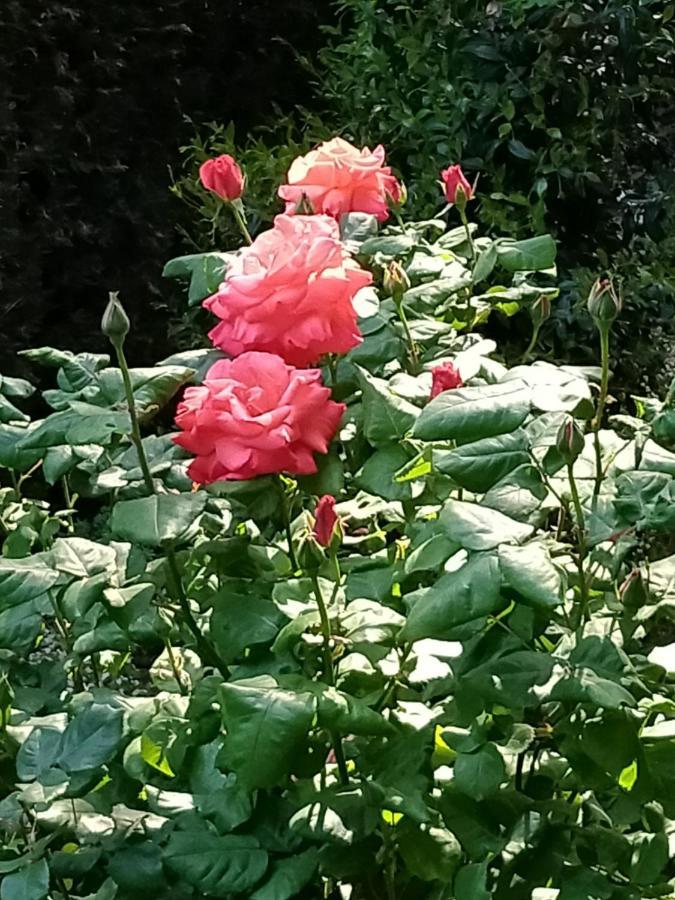 Appartement Rose'S Garden - Zona Tranquilla - Vicino Torino à Pino Torinese Extérieur photo